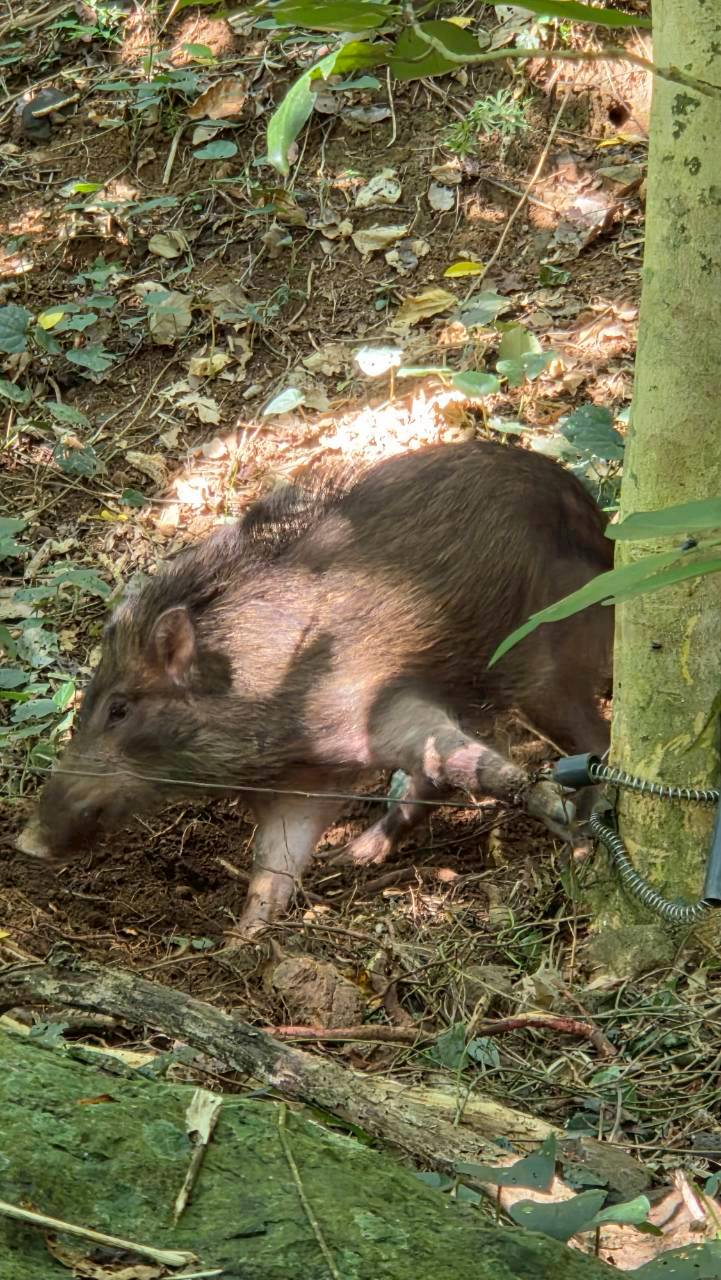 石垣島 叢林中的琉球山豬｜浜ちゃん觀光